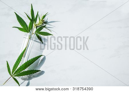Cannabis Leaf And Bush In Vitro. Cannabis Cultivation Concept For Oil, Medical Purposes.