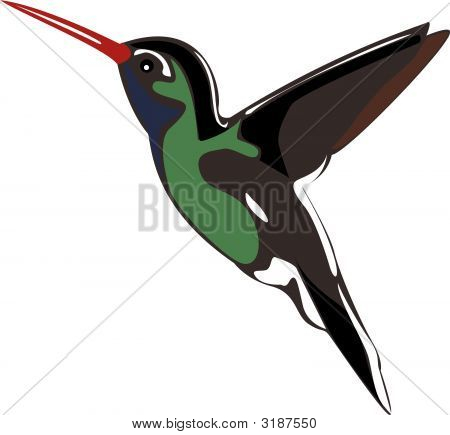 Humming Bird