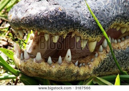 Amerikaanse Alligator