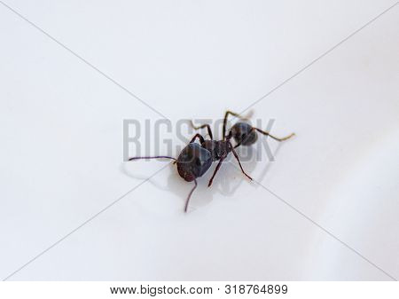 Ants At The Kitchen. Black Ant On A White Background. Messor Structor On The Plate