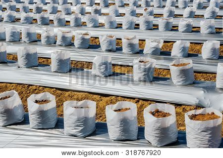 Row Of Coconut Coir In Nursery White Bag For Farm With Fertigation , Irrigation System To Be Used Fo