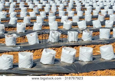 Row Of Coconut Coir In Nursery White Bag For Farm With Fertigation , Irrigation System To Be Used Fo