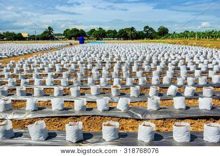 Row Of Coconut Coir In Nursery White Bag For Farm With Fertigation , Irrigation System To Be Used Fo