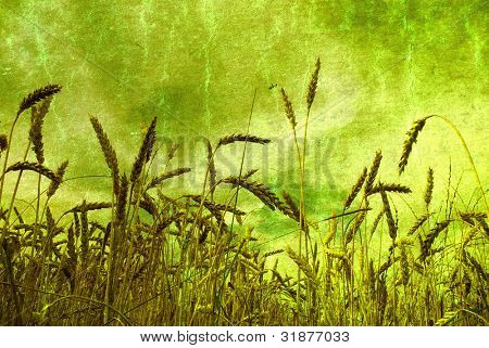 Ohren des Weizens auf Grunge hintergrund