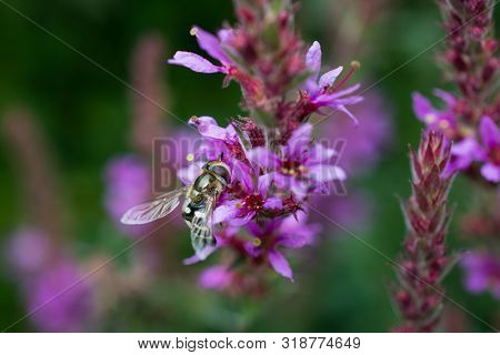 Close-up Of Pied Hoverfly (female, Syrphidae - Scaeva Pyrastri) On The Flowers Of The Purple Loosest