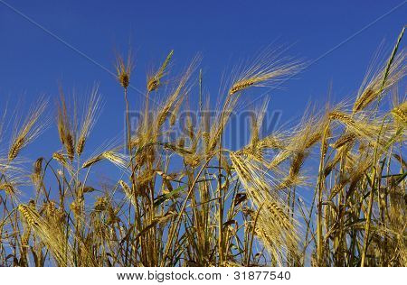 Gelbe Ohren auf dem Feld