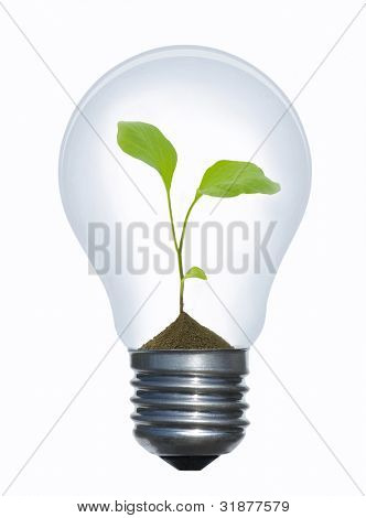 Tungsten light bulb with plant inside