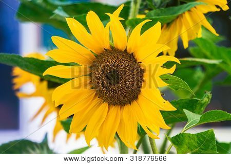 Sunflower Natural Organic Background. Sunflower Blooming On The Old Alpaka Farm Near The Parnu Town 