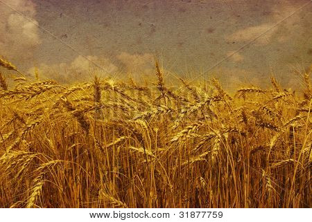 Ohren des Weizens auf Grunge hintergrund