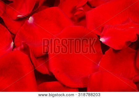 Red Rose Petals Background And Testure, Closeup Macro, High Resolution 6. Nature Romance Background