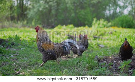 Darken Cockerel And His Light Yellow Hen Roam Freely In The Yard Near The Coop. Rooster With A Frost