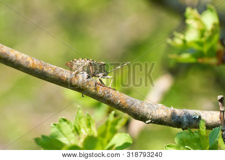 Mottled Shieldbug (rhaphigaster Nebulosa) On A Hawthorn In Spring