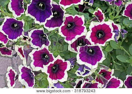 Petunia Flowers With The Name Cascadias Rim Magenta In The Garden
