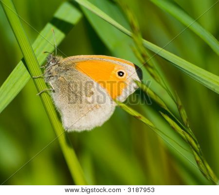 ผีเสื้อ Coenonympha Pamphilus