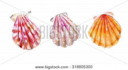 Set Of Three Sea Scallops. Pink, Yellow And Mother Of Pearl Bivalve Pectinidae. Nature Of The Ocean.