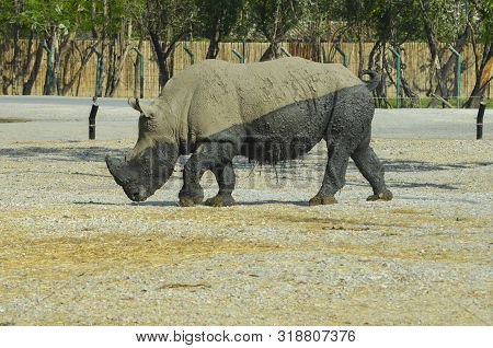 Rhinoceros With Half Mud Patch And Half Wet Patch