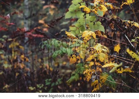 Orange Yellow Autumn Leaves On Bokeh Background. Scenic Fall Rich Flora In Dark Forest. Colorful Fol