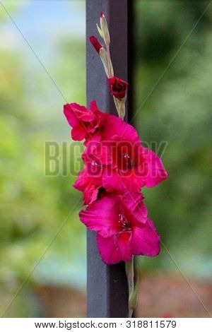 Single Gladiolus Or Sword Lily Perennial Cormous Flowering Plant With Sword Shaped Large Open And Cl