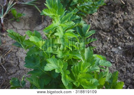 Parsnip Leaves In The Garden In The Summer