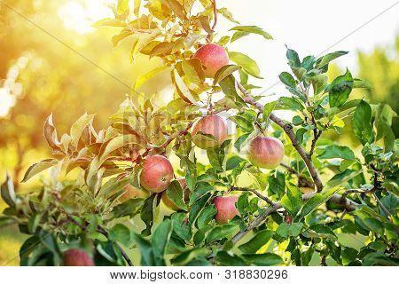 Red Apples On A Tree In The Garden. Apple Harvest. Copy Space Organic Apple In The Orchard. Harvest 