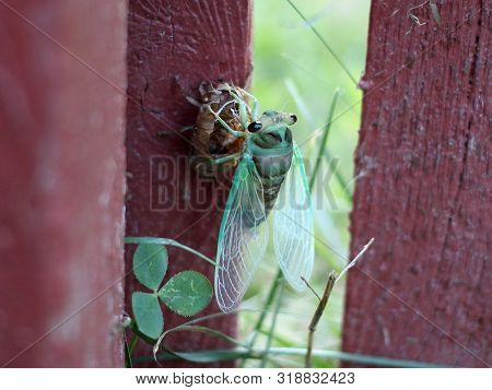 A Green Cicada Has Just Finished Molting
