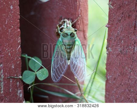 A Green Cicada Has Just Finished Molting