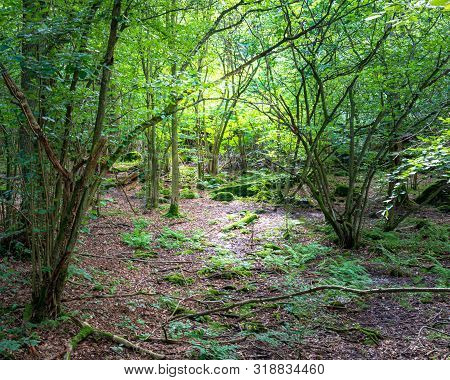 Trekking Track Amidst Green Canopy Of Trees Andcalm Water Stream