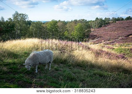 White Goat Busy Grazing In Filed Full With Pink Heather