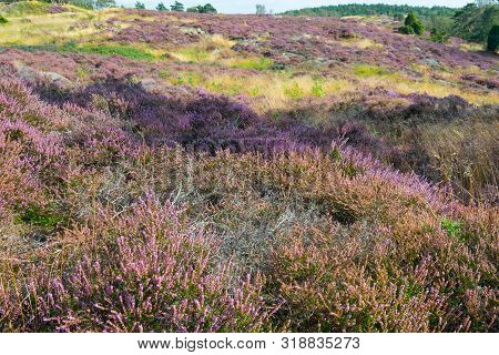 Heather Growth Matching Lavender Fileds