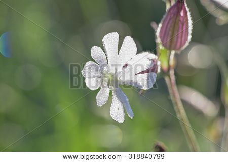 Flower Of White Campion, Silene Latifolia, Catchfly Macro In Nature