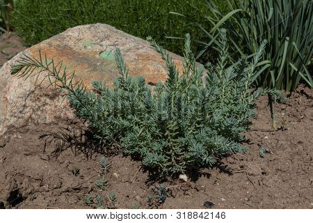 Nature Breaking Through Stones In The Form Of Interesting Types Of Grass Near The Flowerbed.