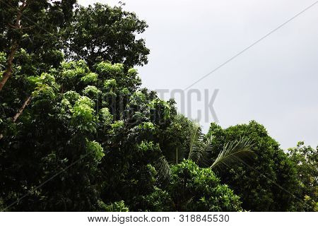 Green Trees Leafs With Cloudy Dark Sky.