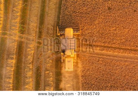Birdseye Aerial Shot Of A Combine Harvester Harvesting A Wheat Field At Sunset In The Uk