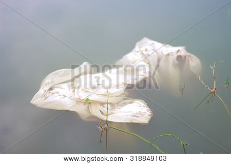 Plastic Pollution - Plastic Polythene Is In The Water