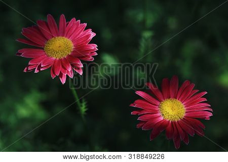 Beautiful Pink Flowers Pyrethrum Daisy In The Shade On A Dark Green Background. Feverfew, Painted Da