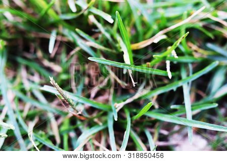 Green Beautiful Natural Grass Into The Field
