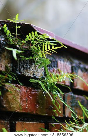 Ferns Are On The Wall In A Rainy Season