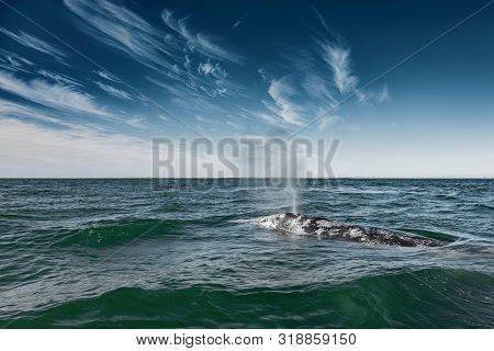 Grey Whale Surfacing And Sprouting Water