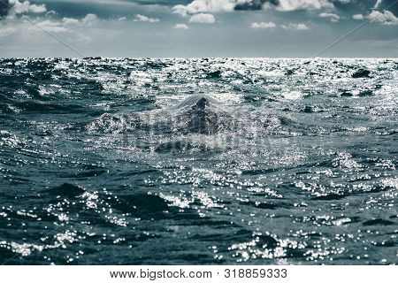 Grey Whale Surfaces In Baja California On Mexico's Pacific Coast