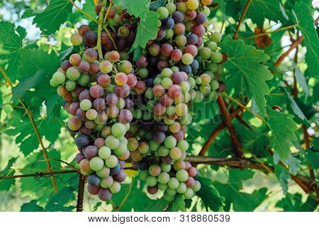 Beautiful Grape  Cluster With Green Leaves Growing In Italian Vineyards, Close Up.