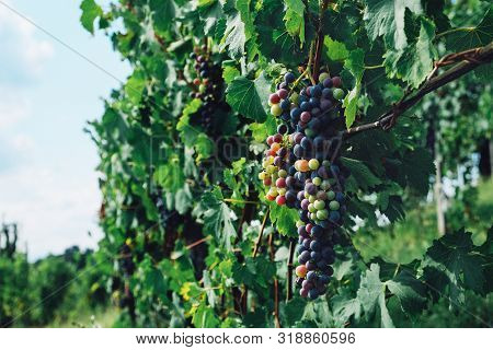 Beautiful Grape  Cluster With Green Leaves Growing In Italian Vineyards, Close Up. Copy Space