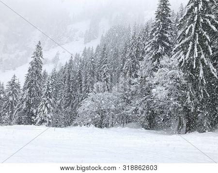 White, Snowy Forest Mountain Wintry Scene With Lots Of Trees And Snowfall