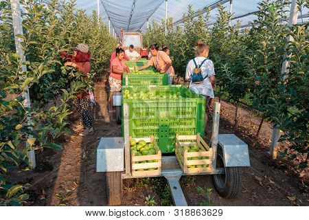 Workers Picking Apples In Orchard In Summer. Kisac, Serbia - August 24, 2019