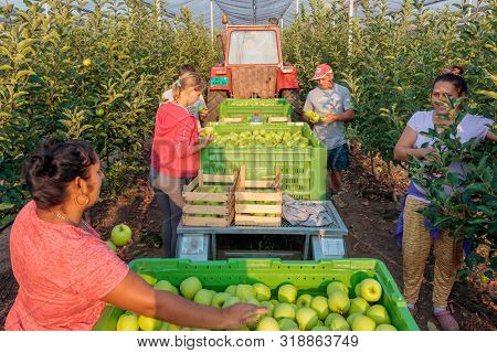 People Picking Apples Into The Big Green Boxes. Kisac, Serbia - August 24, 2019