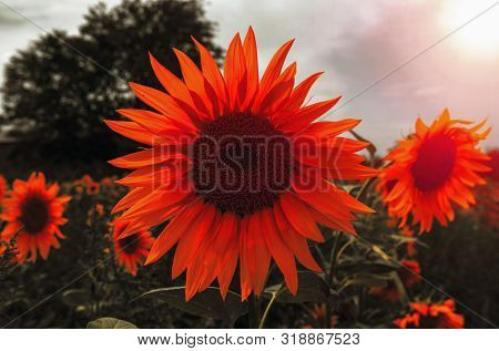 Sunflower Summer Flower Close-up, Against A Background Of Clouds At Sunset. Agroculture, Harvest.