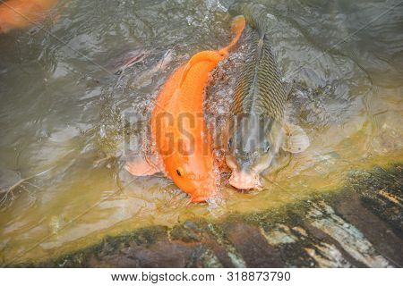 Golden Carp Fish Orange Or Common Carp And Catfish Eating From Feeding Food On Water Surface Ponds /