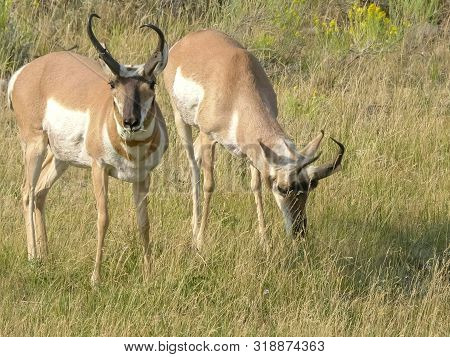 Close Up Of Two Pronghorn Antelope Facing Camera At Yellowstone