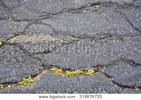 Green Plants Breaks Through Crack In Asphalt. Sign Of Thirst For Life, Craving For Life. Save The Ea