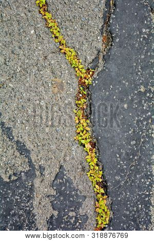 Green Plants Breaks Through Crack In Asphalt. Sign Of Thirst For Life, Craving For Life. Save The Ea
