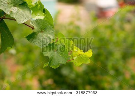 Vineyard And Vines In Early Summer.  Branch Of Vine Leaves In Vineyard